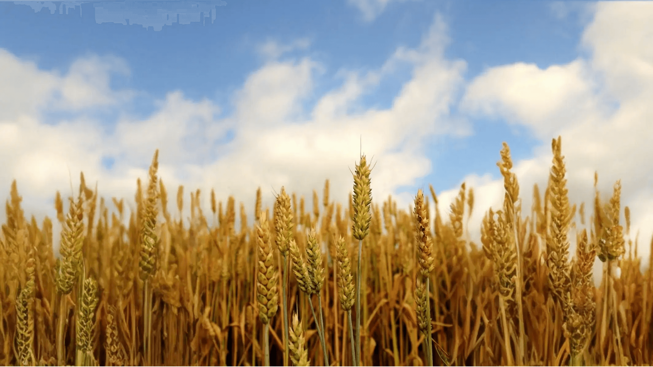 A golden field of wheat and millet stretches beneath a bright blue sky.
